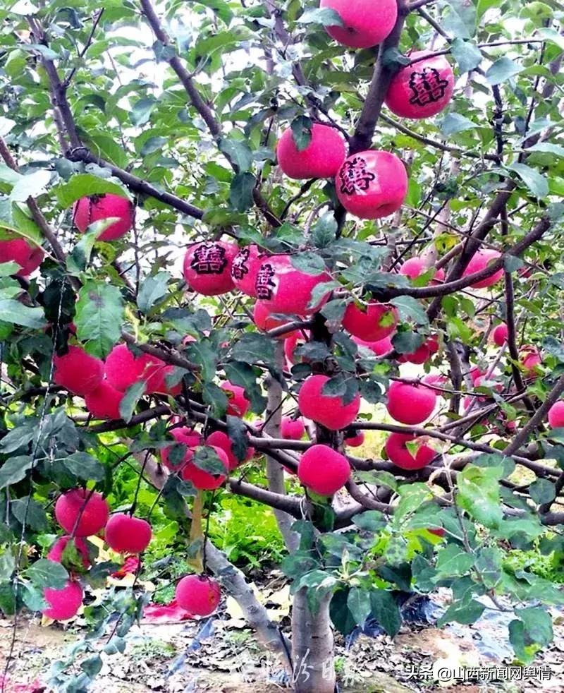 临汾十大创新项目,临汾市市长创新奖