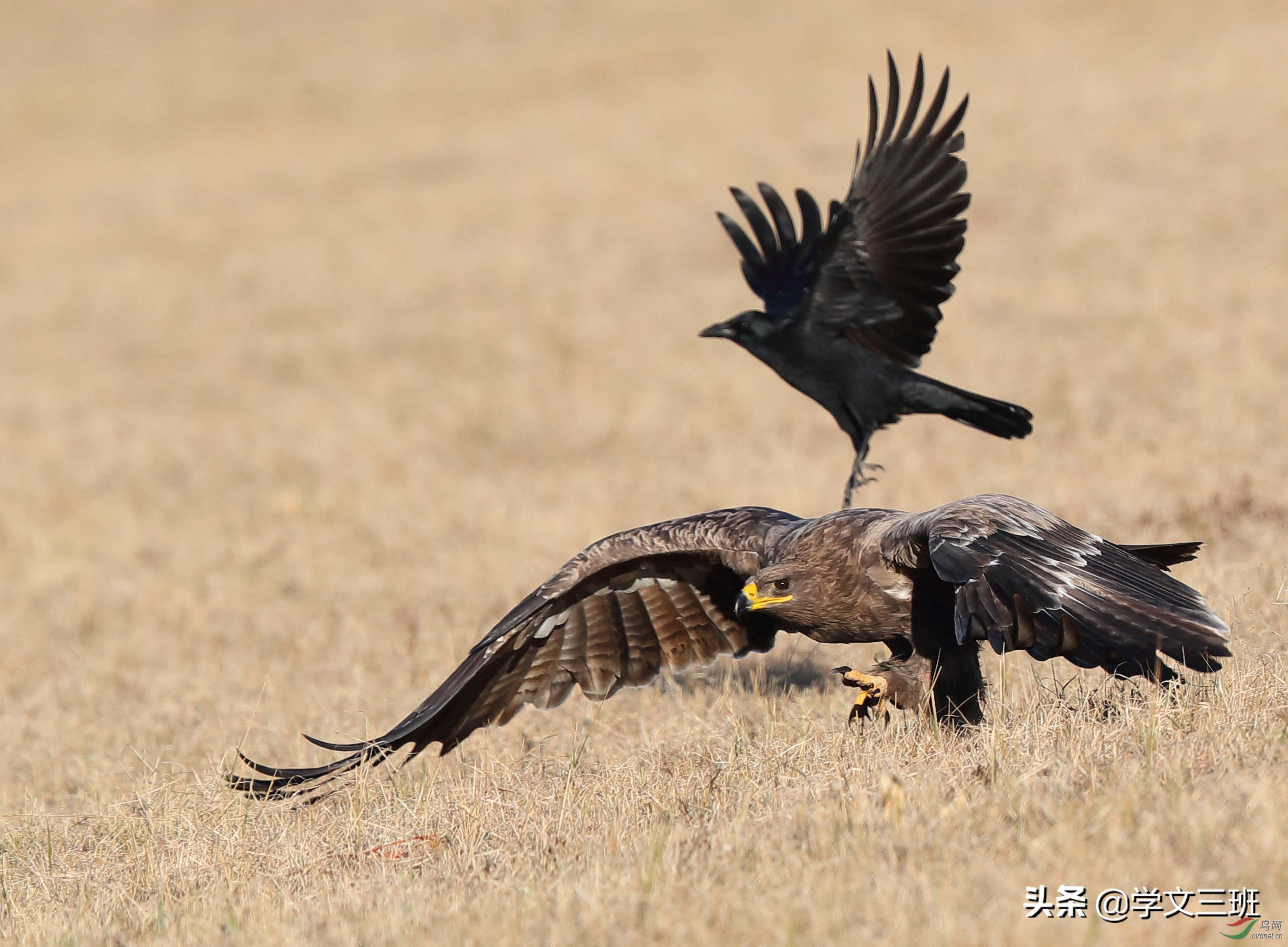 同样是鸟,为啥乌鸦能这么流氓?