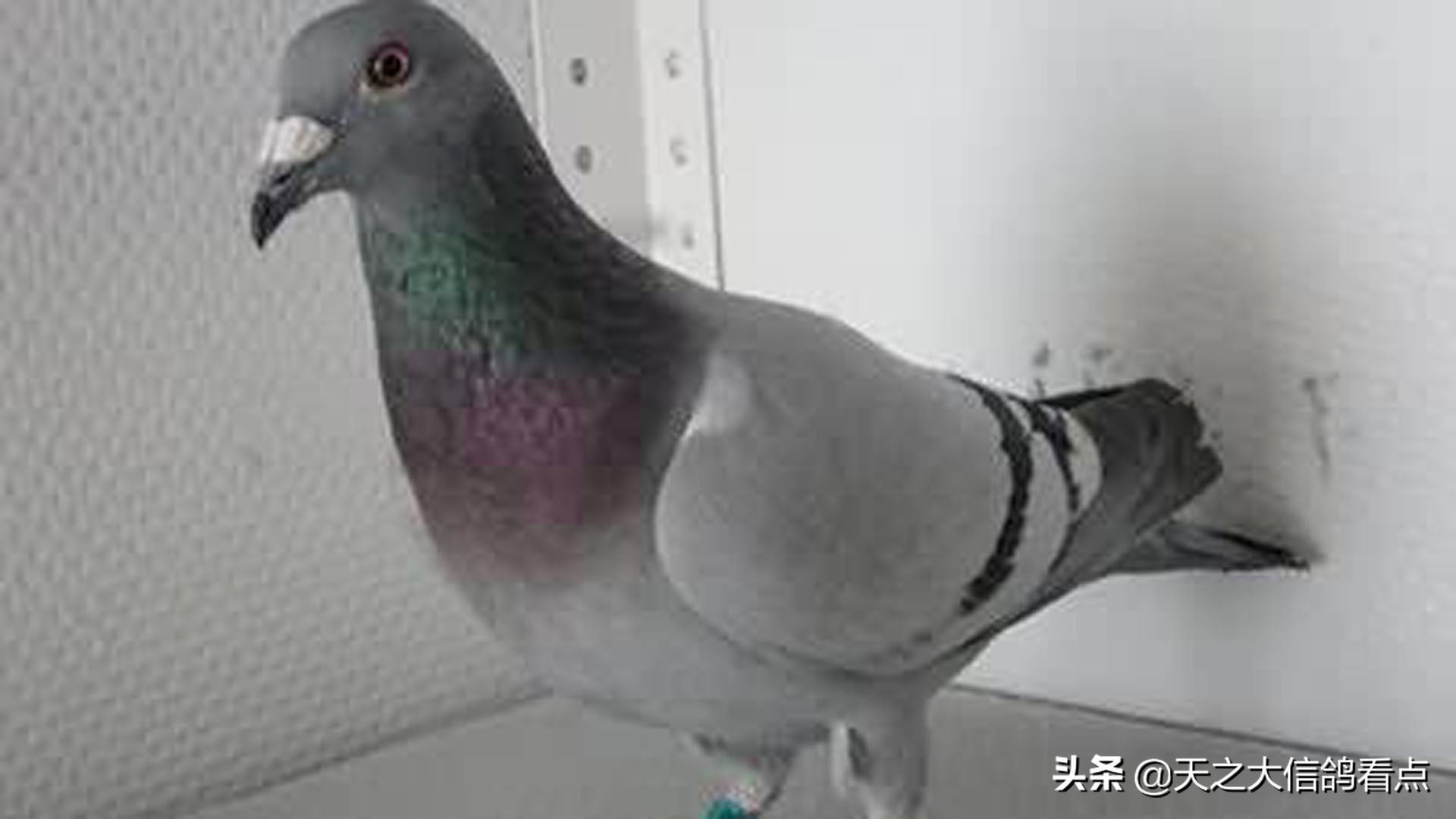 赛鸽资讯提前摸底,赛鸽即时赛事资讯