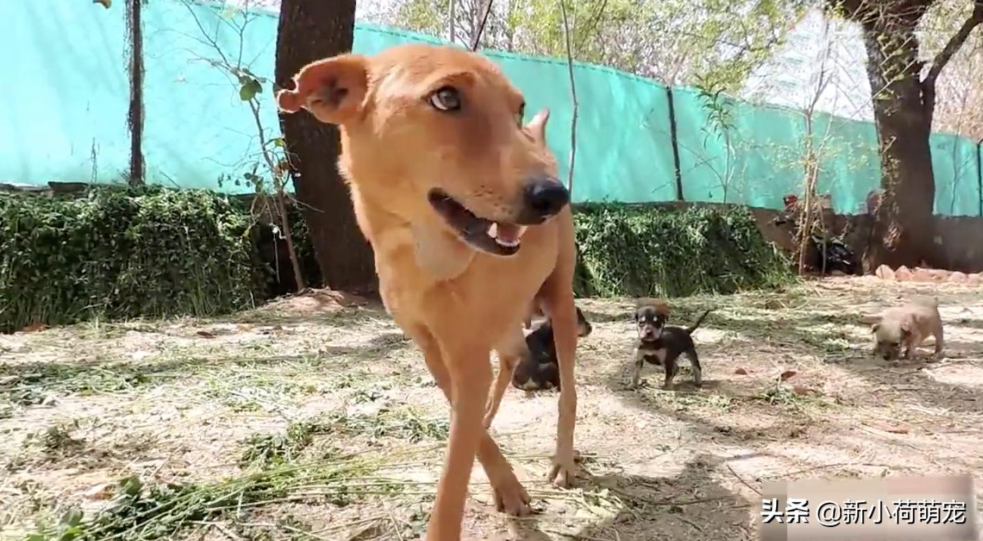 狗妈妈浑身哆嗦,狗妈妈浑身发抖