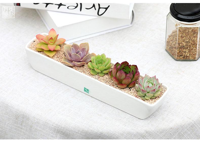 淘宝卖多肉为什么便宜了,多肉很便宜了