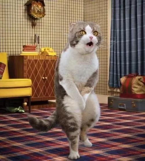 猫咪尿液除臭小苏打的使用方法,猫咪往床上尿尿了买什么除臭