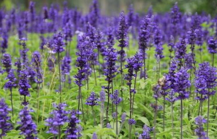 全球最美十种花,世界公认的九大最美花