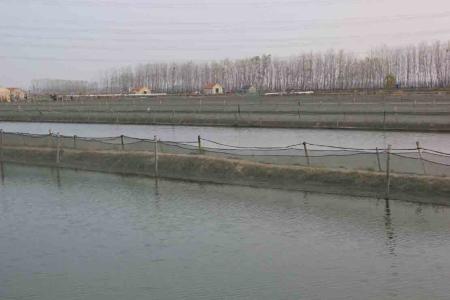 泥鳅养殖需要注意事项,泥鳅养殖技术及注意事项