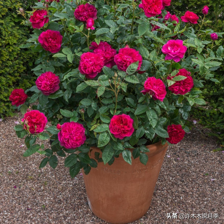 没钱别种欧月，有钱人才能种得起？木木教你用最少的钱种好欧月