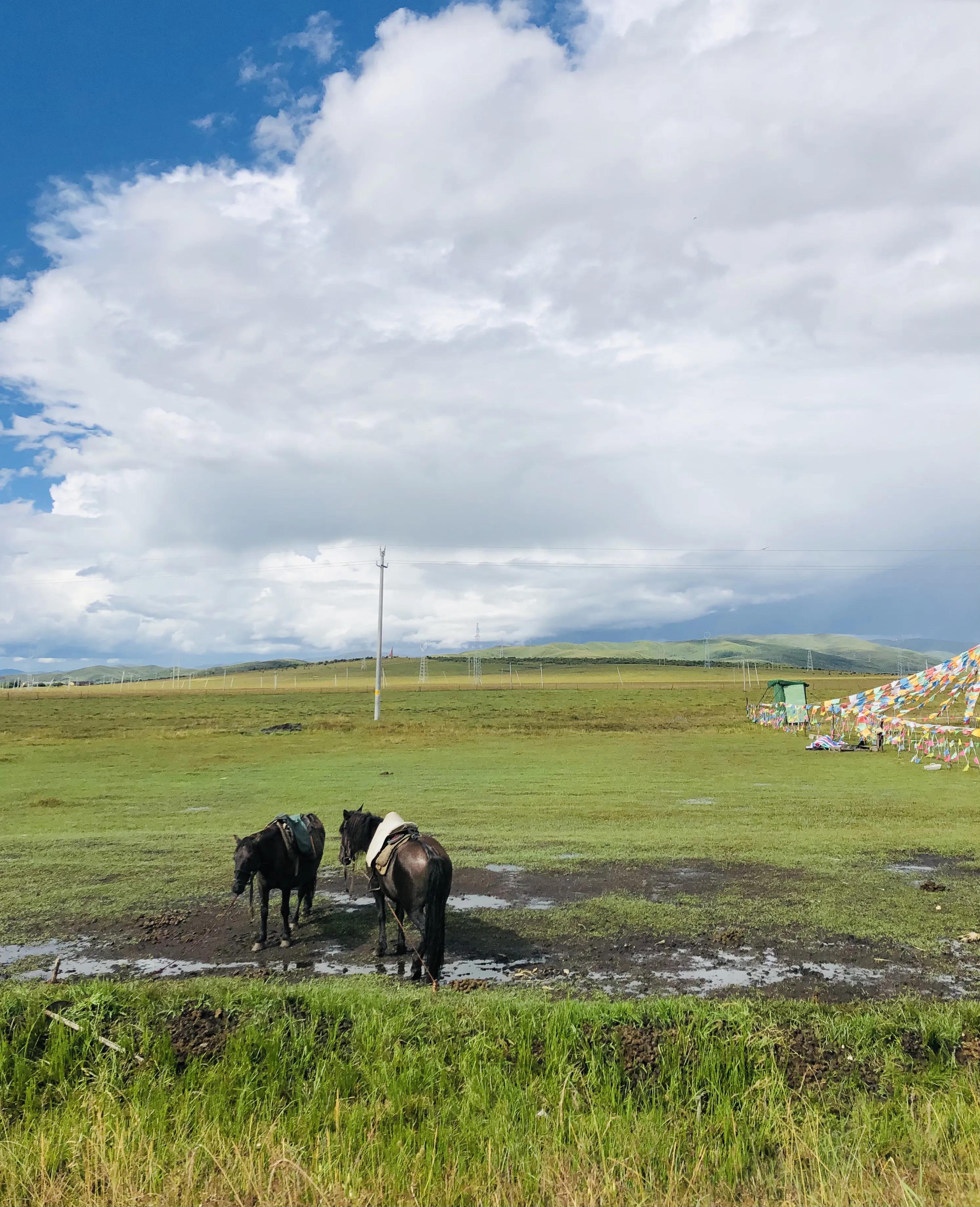 红原若尔盖四日自驾,红原若尔盖三日游组团自驾