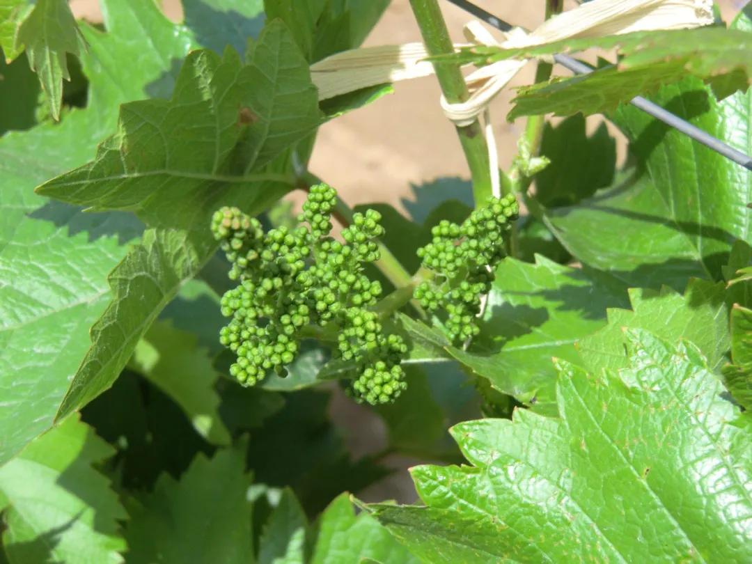 见花补硼，见叶补锌，见果补钙，黄叶花叶要补镁，这肥一次全搞定