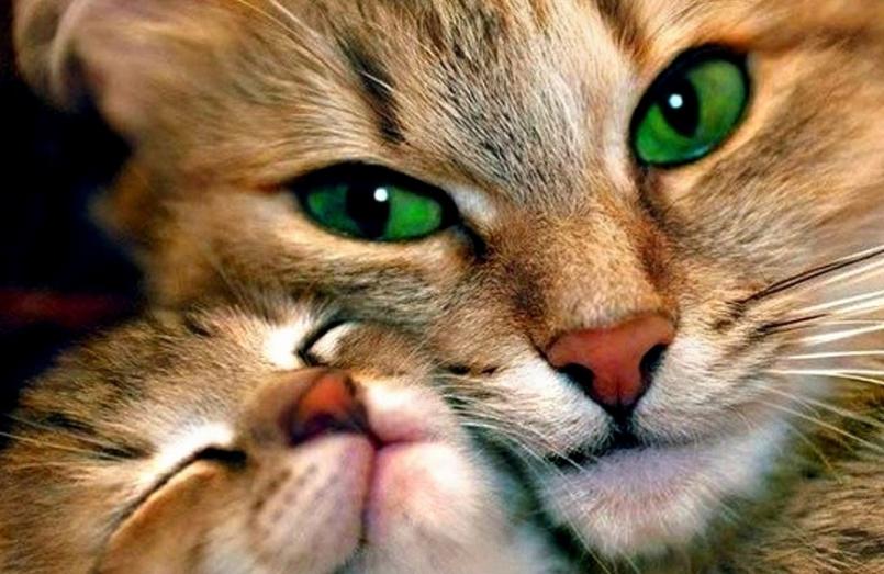 猫抓伤咬伤了要不要打狂犬疫苗,猫抓伤和咬伤得狂犬病的几率