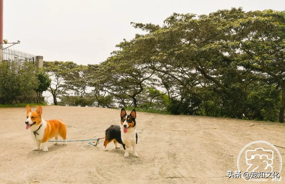 广州南沙黄山鲁森林公园攻略,广州黄山鲁森林公园好玩吗
