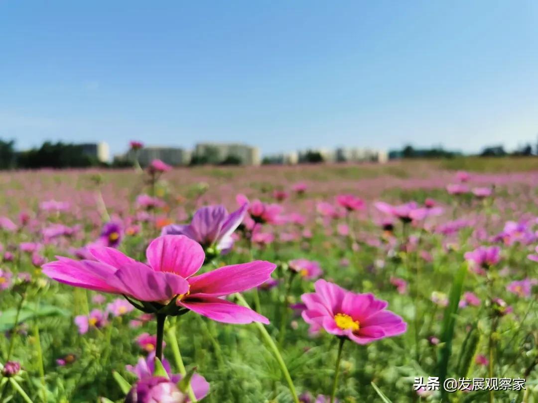 双流花海风景,双流紫色花海