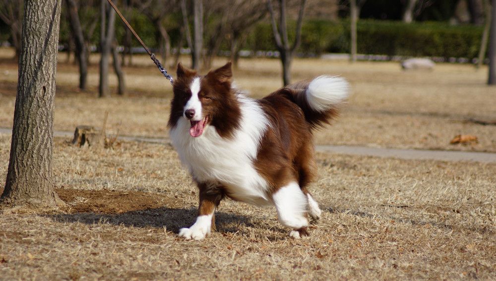 边牧聪明翻车,边牧聪明为什么边牧不当警犬