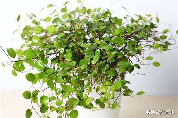 40平米阳台花园打造方法,阳台打造花园效果图大全