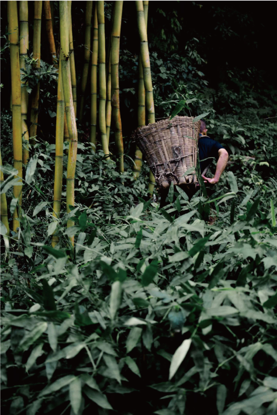 Chengduwow|借束光,请你免费去四川“小京都”泡私汤