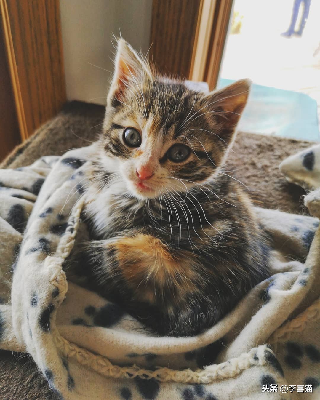 猫咪怀孕铲屎官要怎么办,猫咪怀孕生娃吃什么