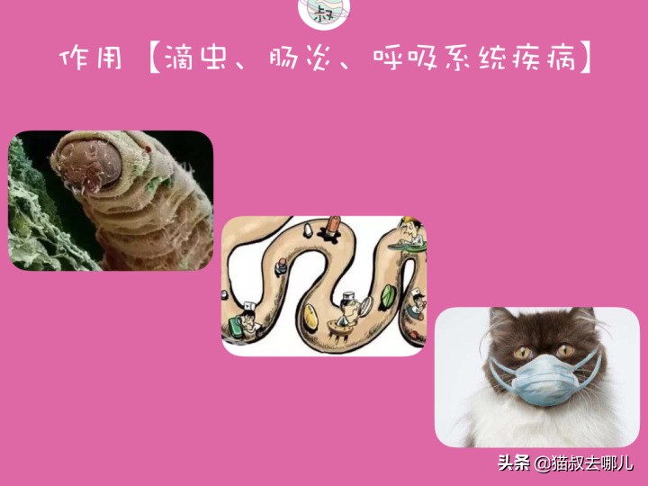 甲硝唑驱虫给猫用的剂量,养猫攻略注意事项