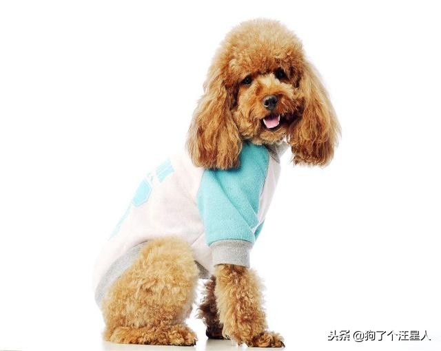 为什么泰迪狗容易丢,泰迪狗狗为什么要断尾呢