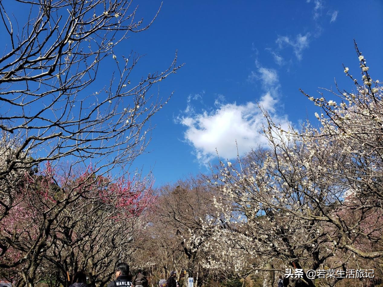 热海温泉和荷花温泉哪个好,日本三大温泉旅游攻略