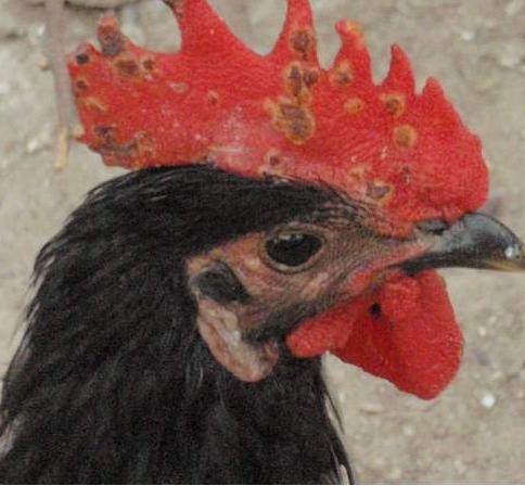 鸡冠上起一些小痘痘是什么原因,鸡冠有黑痘痘怎样治