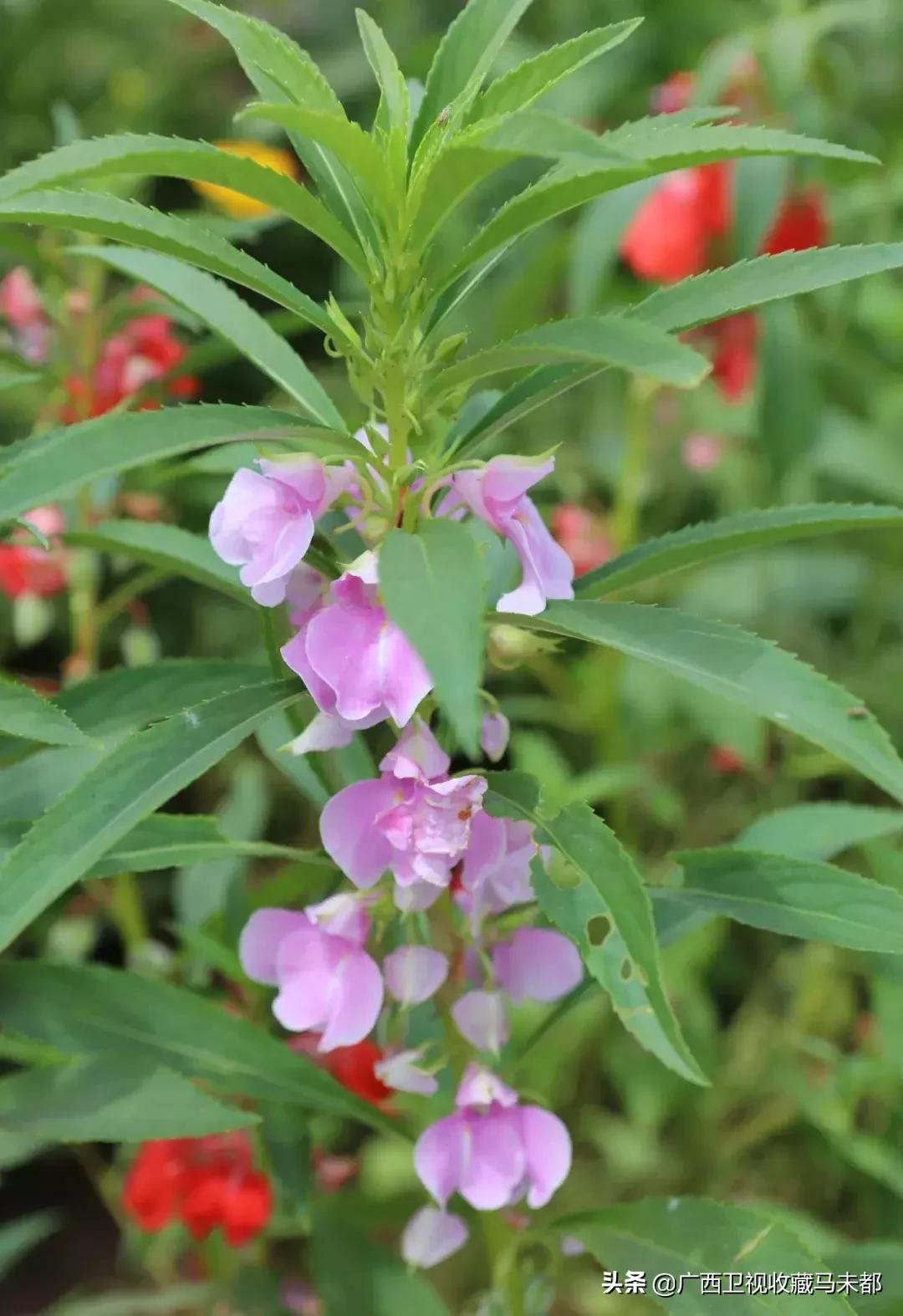 清宫皇妃为什么要戴指套,清宫为什么戴指甲套