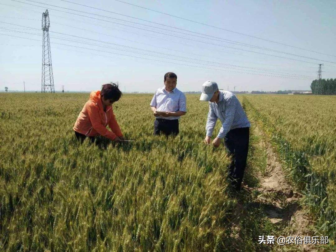 四月十二下雨谚语,四月十二的农谚