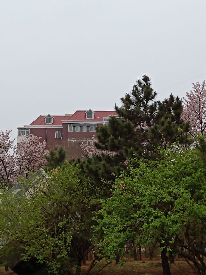 最喜欢在雨中徜徉的感觉,徜徉在雨中月季花海中