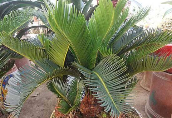 铁树怎么养长枝条,铁树怎么养殖才能养好