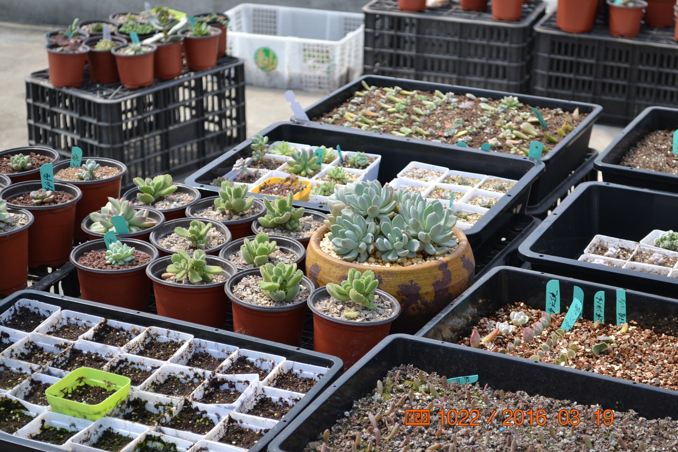 湖南最好的锦鲤养殖基地,湘潭锦鲤养殖