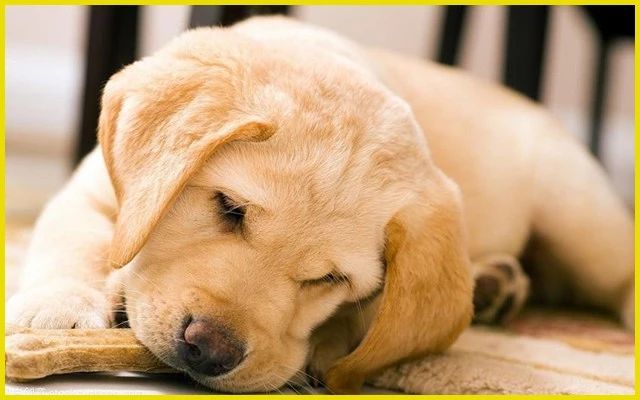 狗狗拉出一条蛔虫肚子里还会有吗,狗狗粪便拉出来会动的虫子