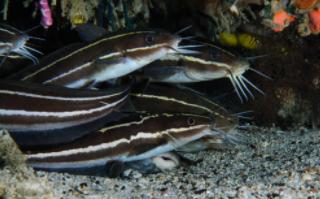 海钓注意有毒鱼种,海钓七种危险鱼类