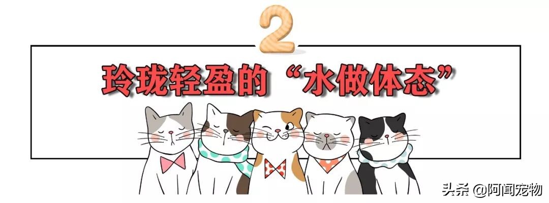 为什么猫有九条命还会摔死,终于知道猫为什么有9条命了