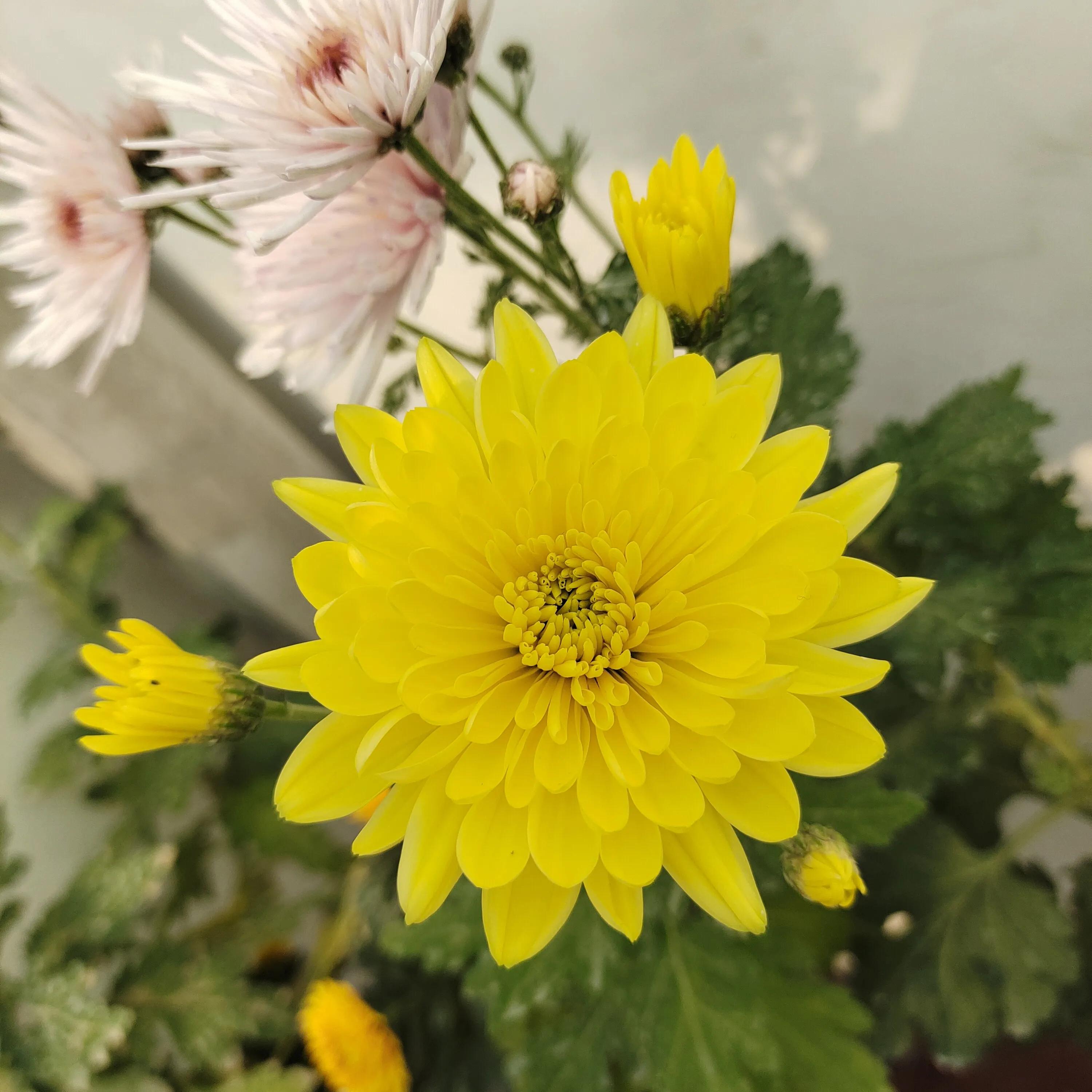 菊花苗怎样种植成活率高,拼多多上买的菊花种子是真的