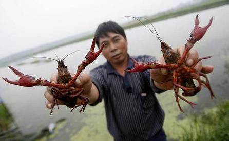 小龙虾的养殖技术和病害,小龙虾养殖相关资讯