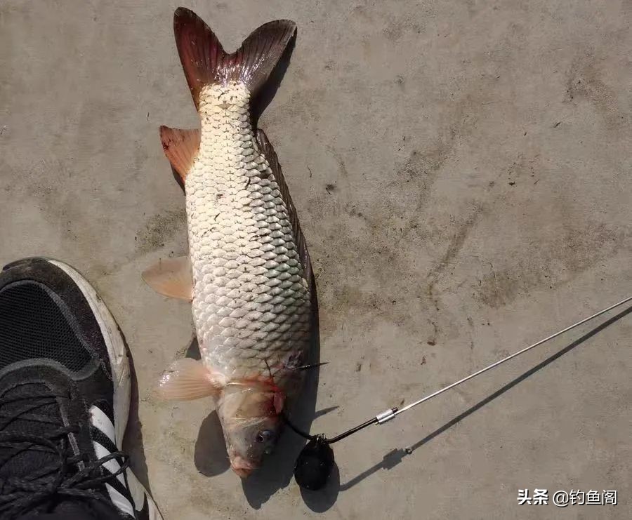 钓鱼与锚鱼区别,钓鱼跟锚鱼有什么区别