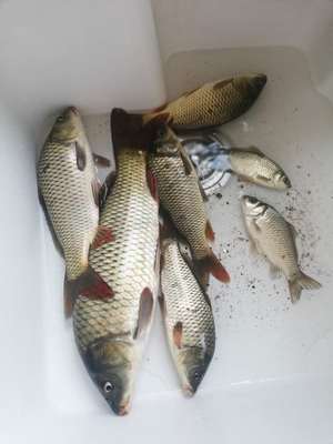 水产养殖品种的养殖模式,水产养殖发展历史和最新养殖模式