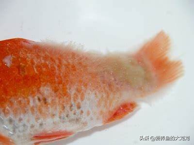 水霉病是怎么造成的,如何解决水霉病