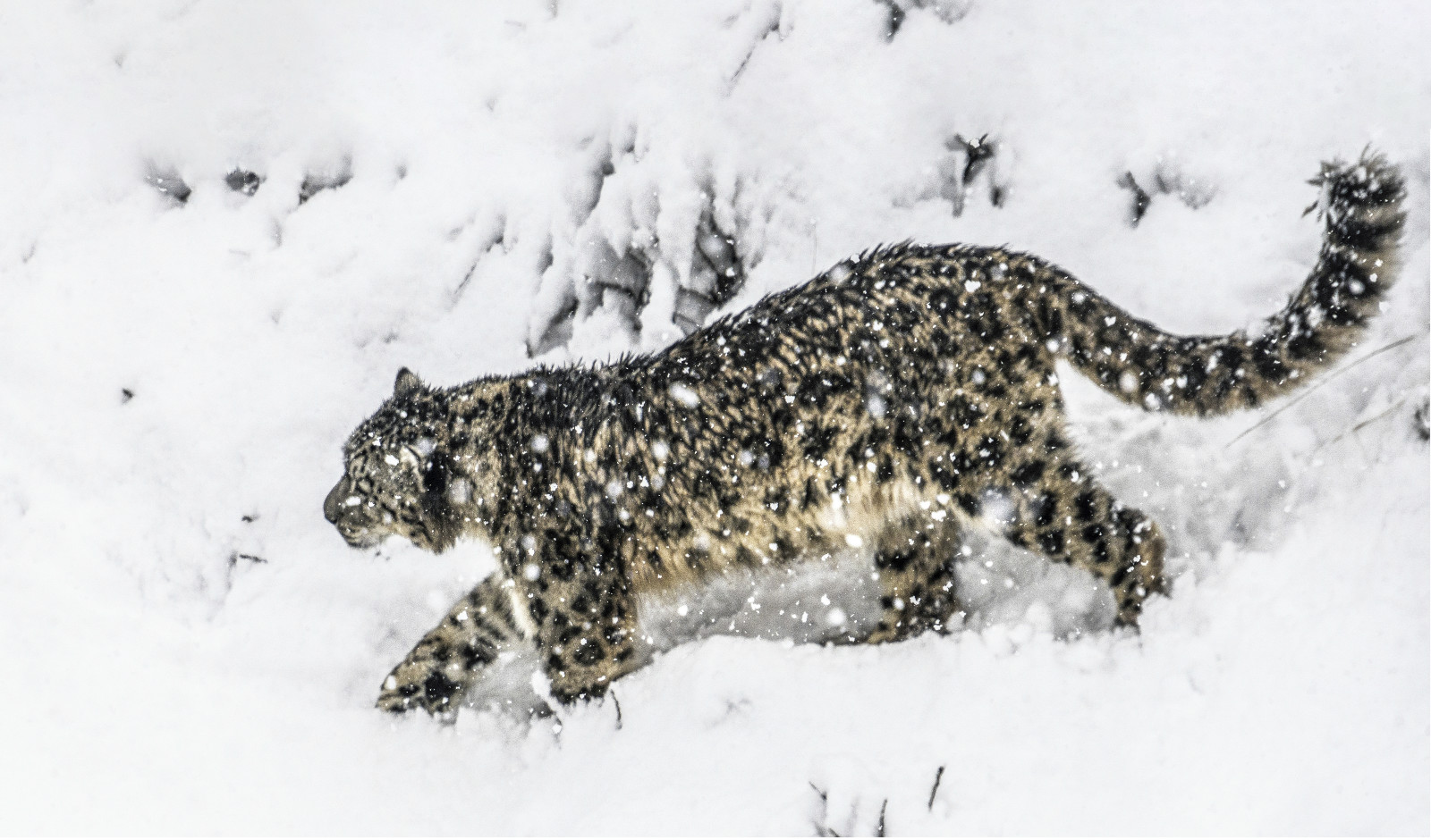 无人区可可西里到底有多可怕,可可西里无人区可怕吗