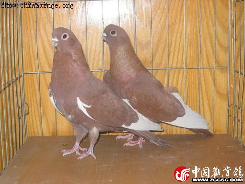 北京鸽哨制作,北京鸽哨晨曲