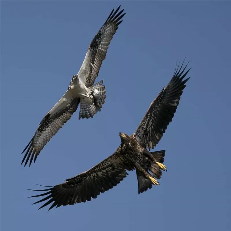 鹰姿风采,英姿飒爽