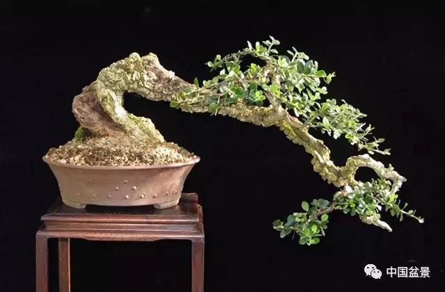 一组盆景佳作欣赏,斜杆式飘枝盆景图片欣赏