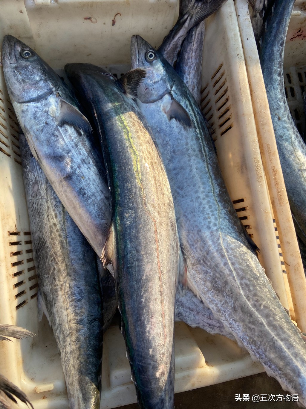 青岛开海了吃点什么海鱼好呢,去青岛吃哪些海鱼推荐