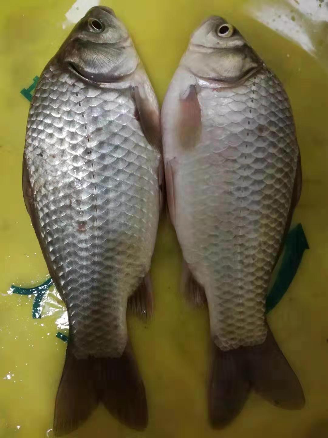 冬天鱼儿藏在哪里怎么下网,冬天鱼都藏在池塘的哪个角落