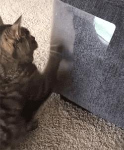 养了十多天的猫损失了几万元,偷偷养只猫最后全军覆没