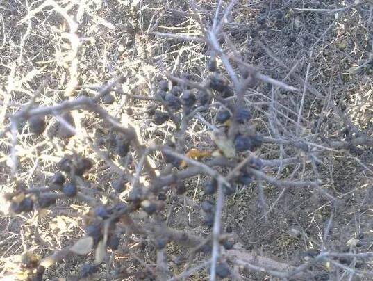 麻梨疙瘩与紫琉璃是一种东西吗,麻梨疙瘩和火琉璃有哪些区别