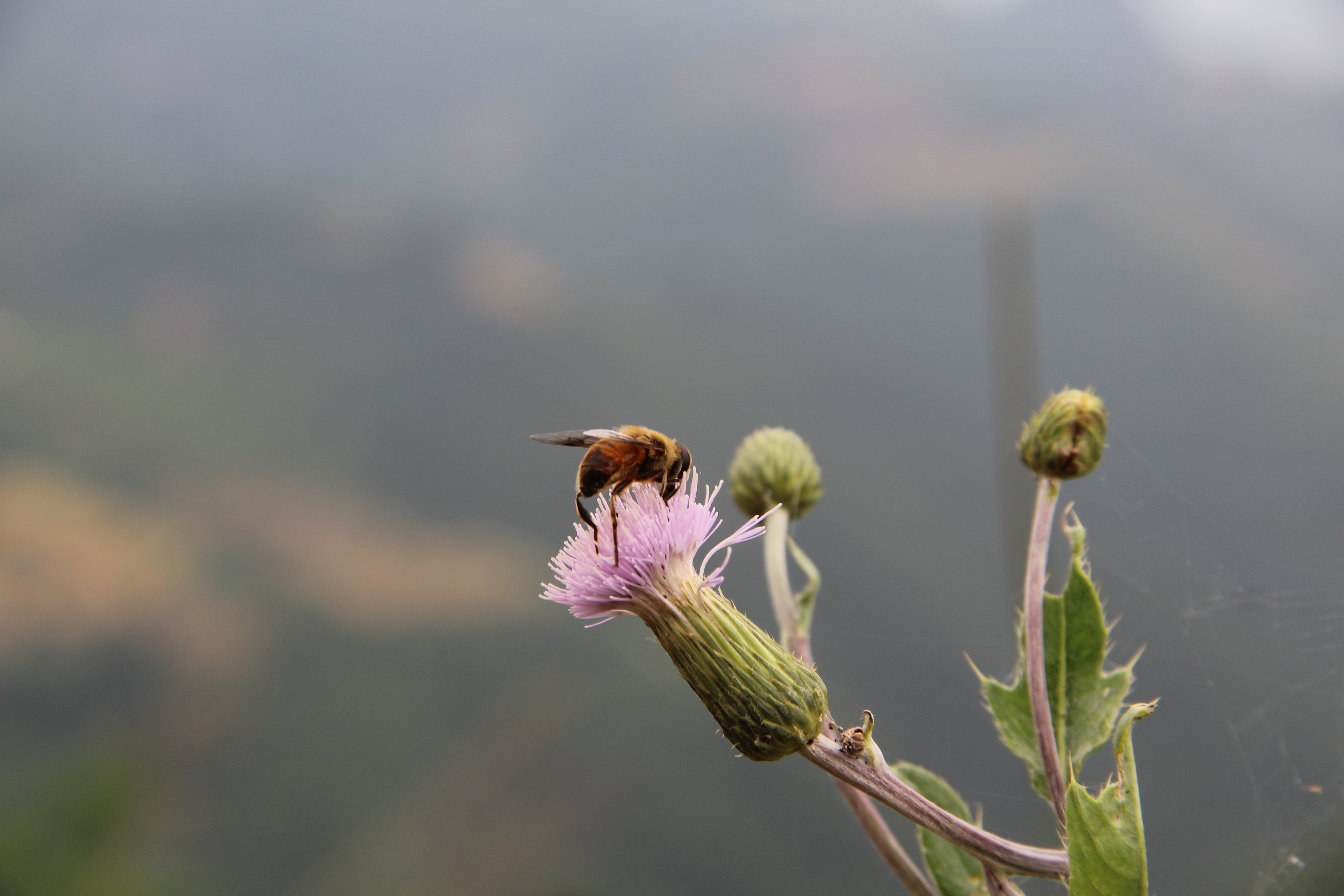 野蜂的口粮极为珍稀,一年等一次,再危险我们也要去“盗”一些!