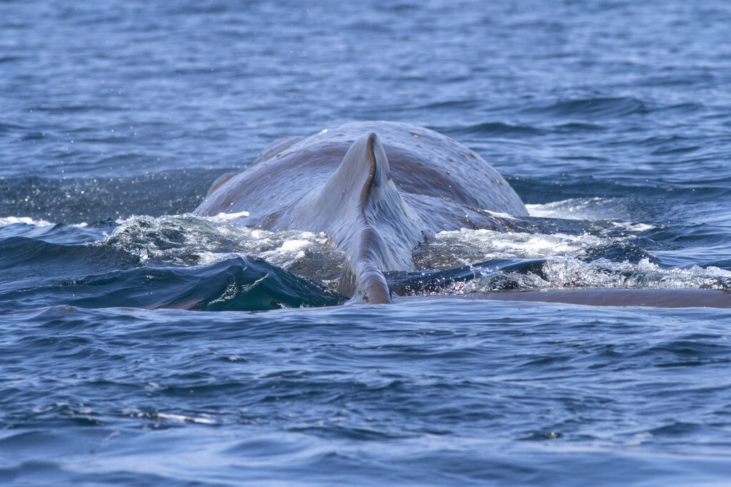 11月2日，两人险葬身鲸腹，其实，百年前曾有人被鲸活吞一日夜