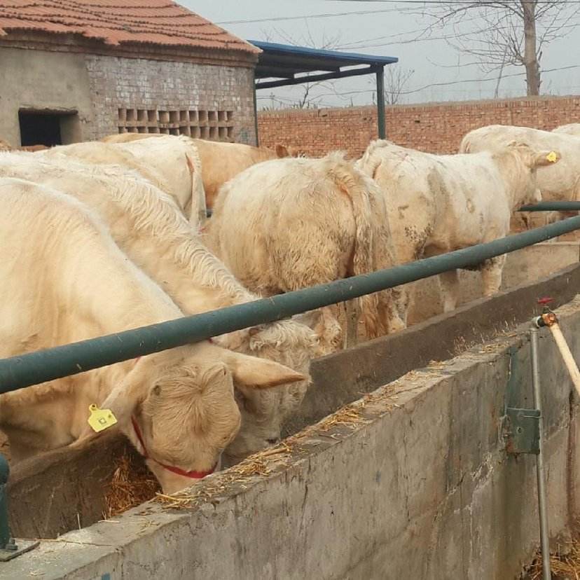 牛不吃草不反刍喂啤酒有用吗,牛不吃草不反刍发烧怎样治疗