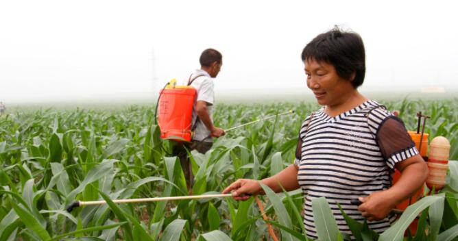 矮壮素对植物有效吗,矮壮素能促进植物抗寒吗