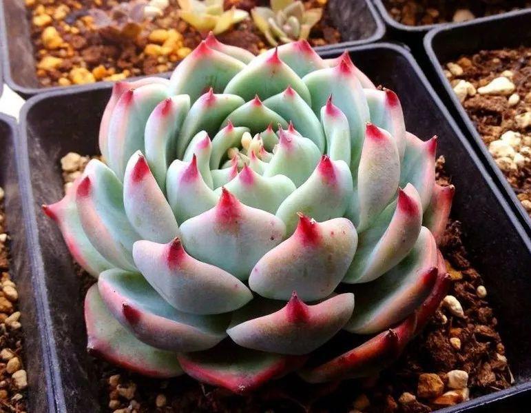 夏天养多肉注意事项,新手夏天养多肉5个保命秘籍