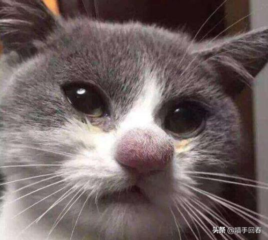 猫咪被蜜蜂蛰了找不到刺,猫咪的爪子被蜜蜂蜇肿了