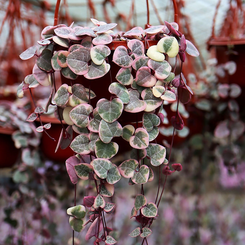 18种寓意好的花,18种花图片大全